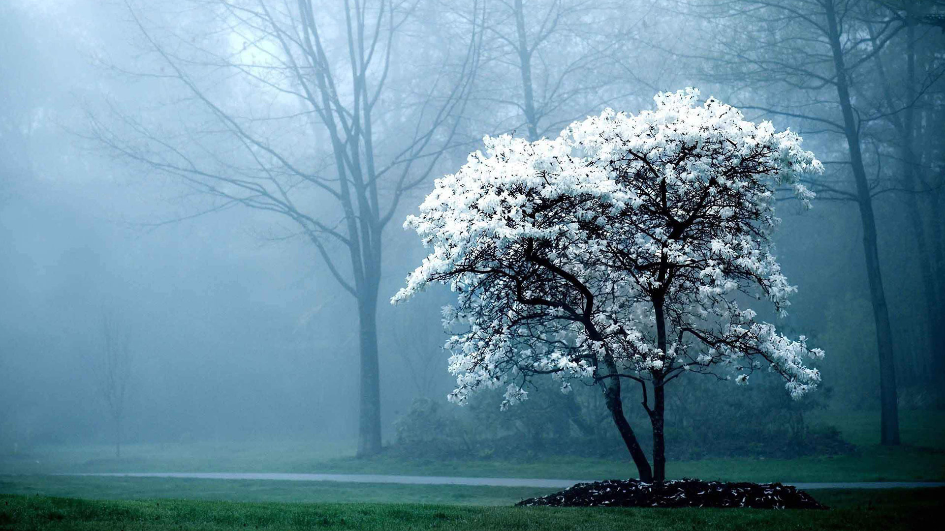 Karma Tree On Foggy Day